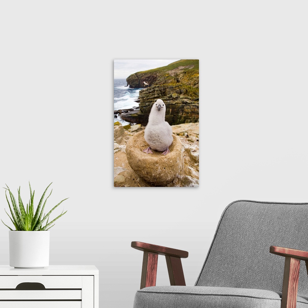 A modern room featuring Black-browed Albatross Chick Falklands