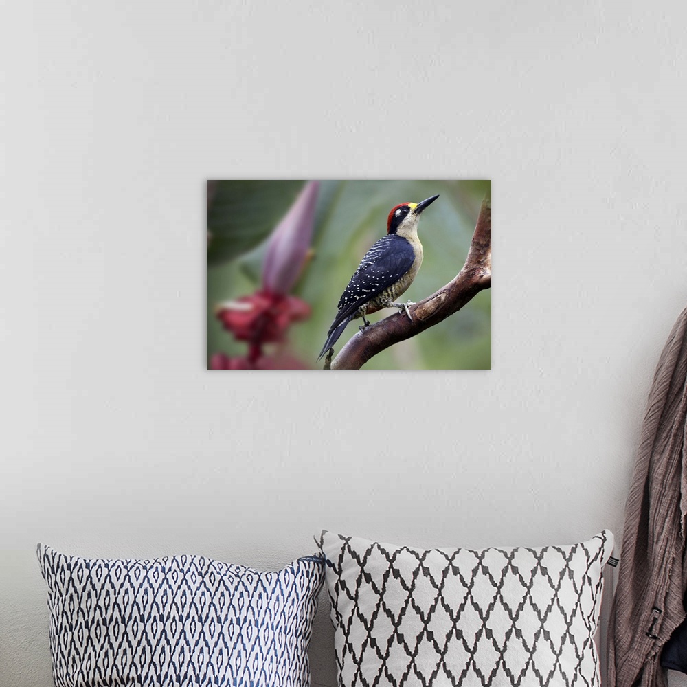 A bohemian room featuring Black-cheeked Woodpecker (Melanerpes pucherani) male, Costa Rica