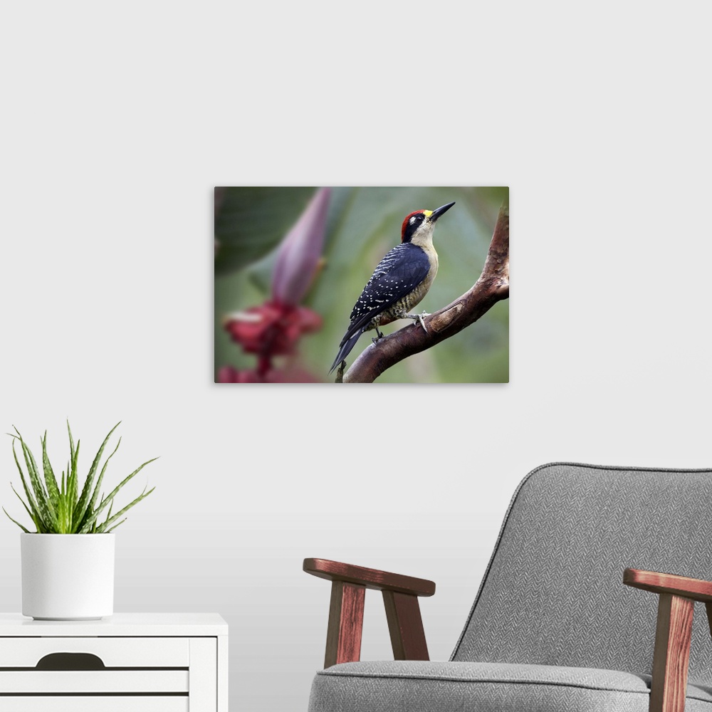 A modern room featuring Black-cheeked Woodpecker (Melanerpes pucherani) male, Costa Rica