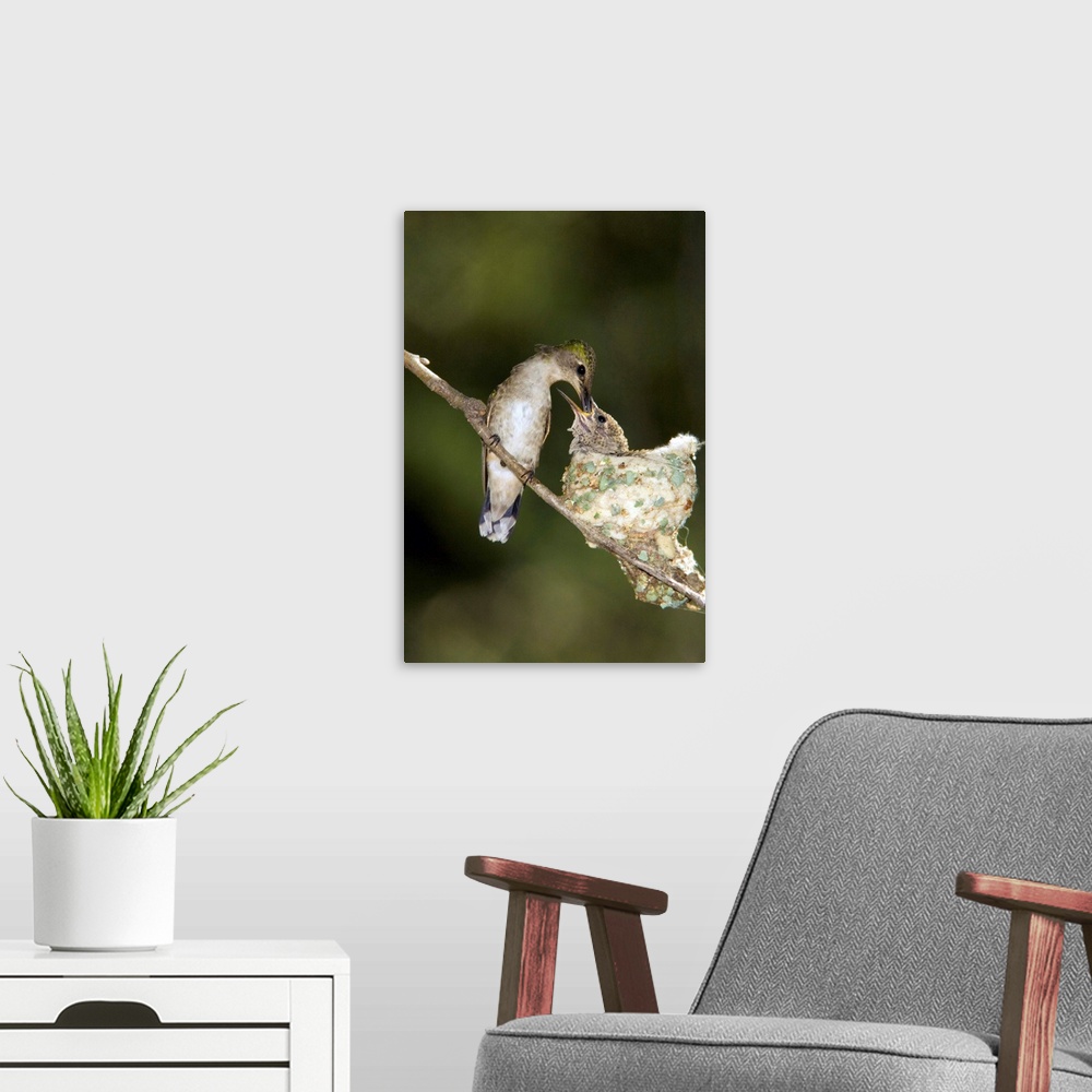A modern room featuring Black-chinned Hummingbird parent feeding chick in nest, North America