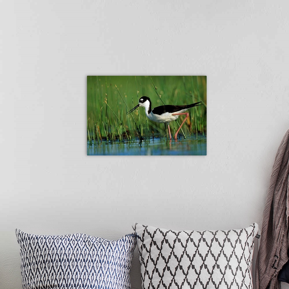A bohemian room featuring Black-necked Stilt (Himantopus mexicanus) wading through reeds, North America