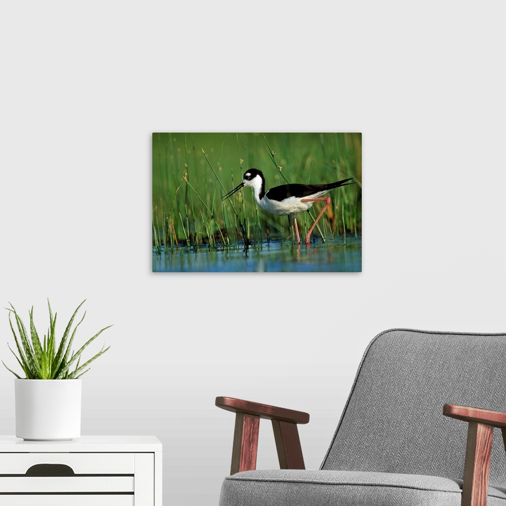A modern room featuring Black-necked Stilt (Himantopus mexicanus) wading through reeds, North America