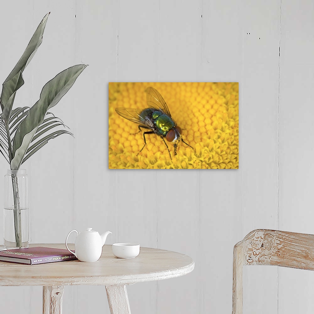 A farmhouse room featuring A green bottle fly (family: Calliphoridae) feeding on pollen and nectar from a daisy flower. West...
