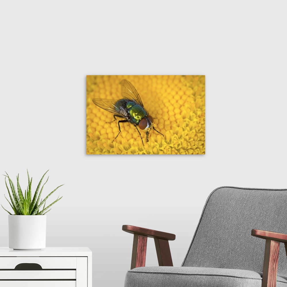 A modern room featuring A green bottle fly (family: Calliphoridae) feeding on pollen and nectar from a daisy flower. West...