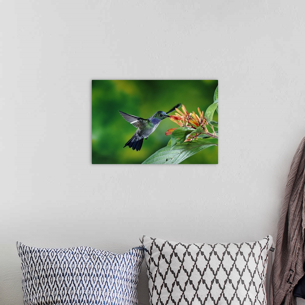 A bohemian room featuring Blue-chested Hummingbird (Amazilia amabilis) feeding at flowers, Costa Rica