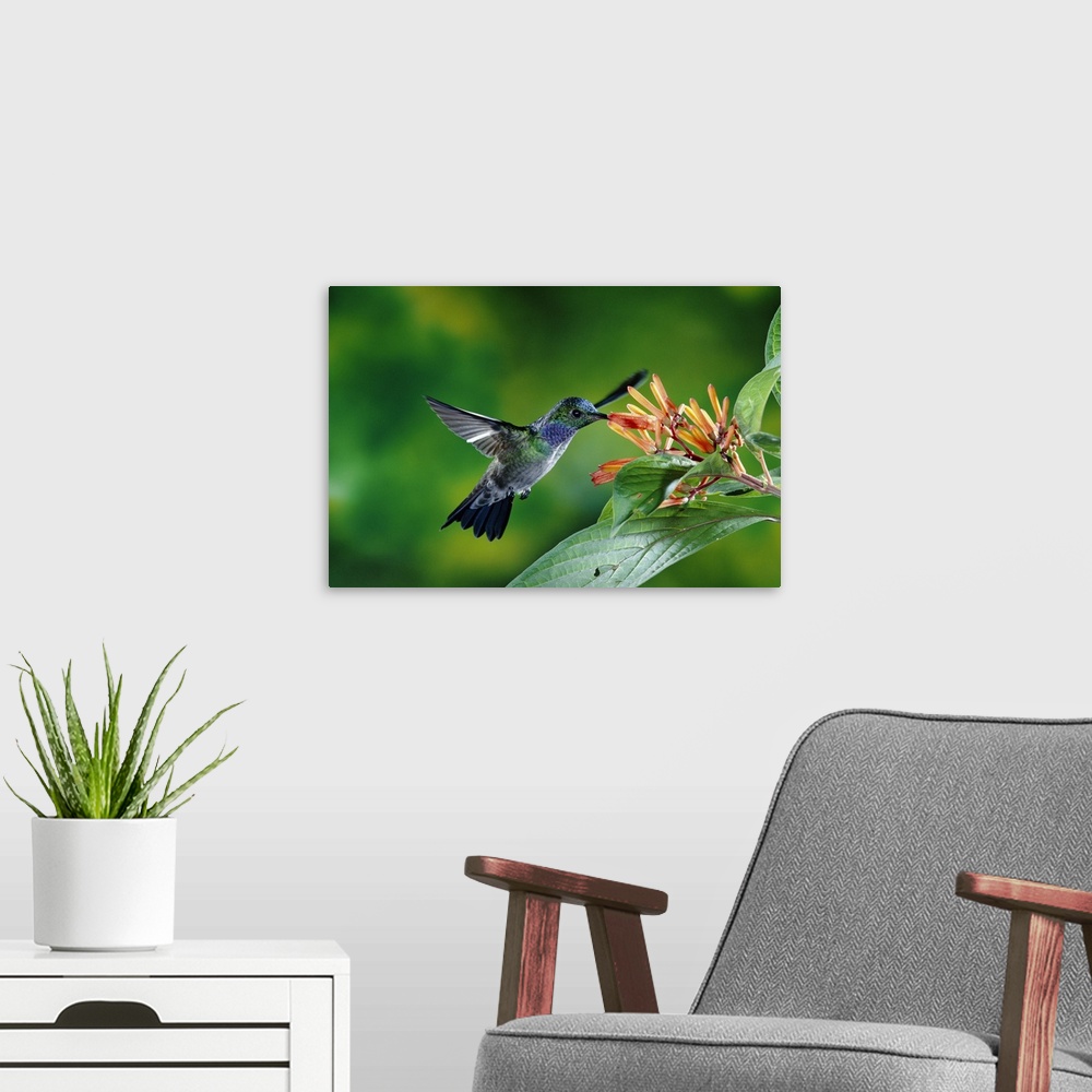 A modern room featuring Blue-chested Hummingbird (Amazilia amabilis) feeding at flowers, Costa Rica
