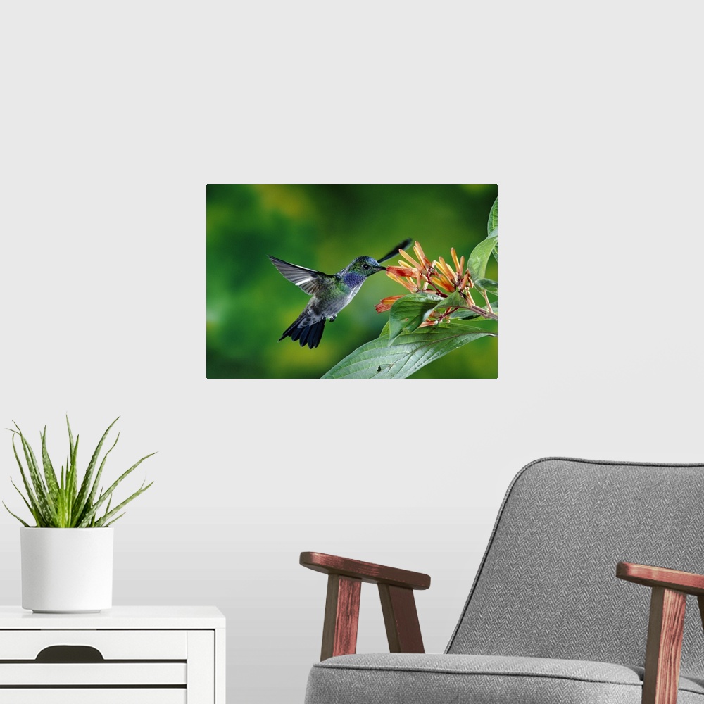 A modern room featuring Blue-chested Hummingbird (Amazilia amabilis) feeding at flowers, Costa Rica