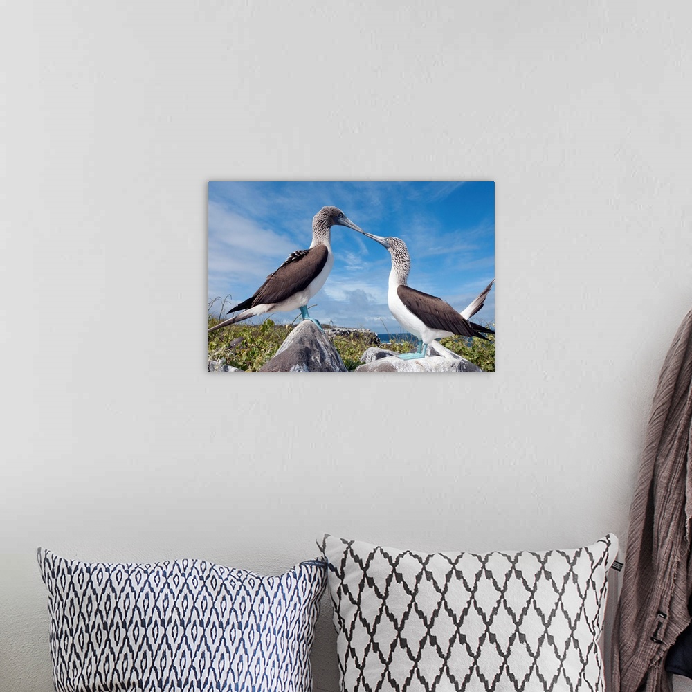 A bohemian room featuring Blue-footed Booby pair in courtship dance, Galapagos Islands, Ecuador.