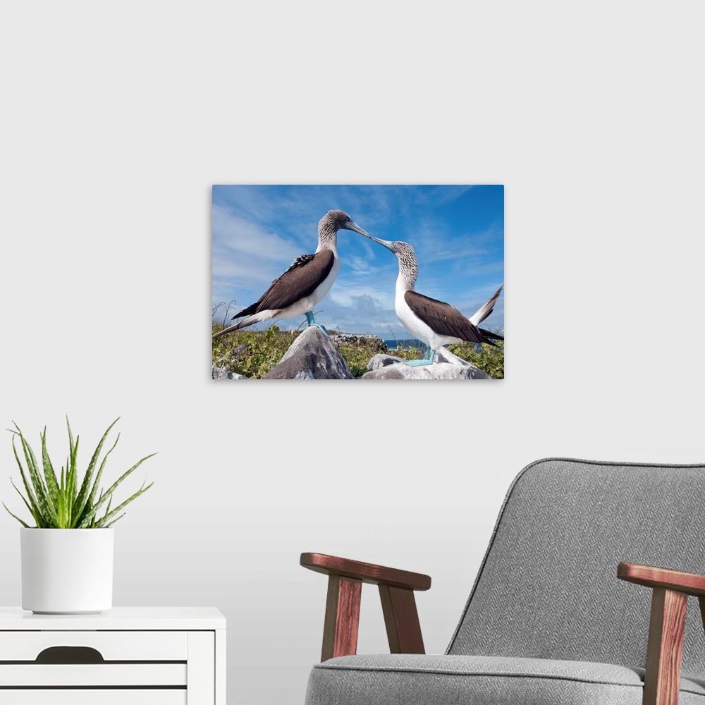 A modern room featuring Blue-footed Booby pair in courtship dance, Galapagos Islands, Ecuador.