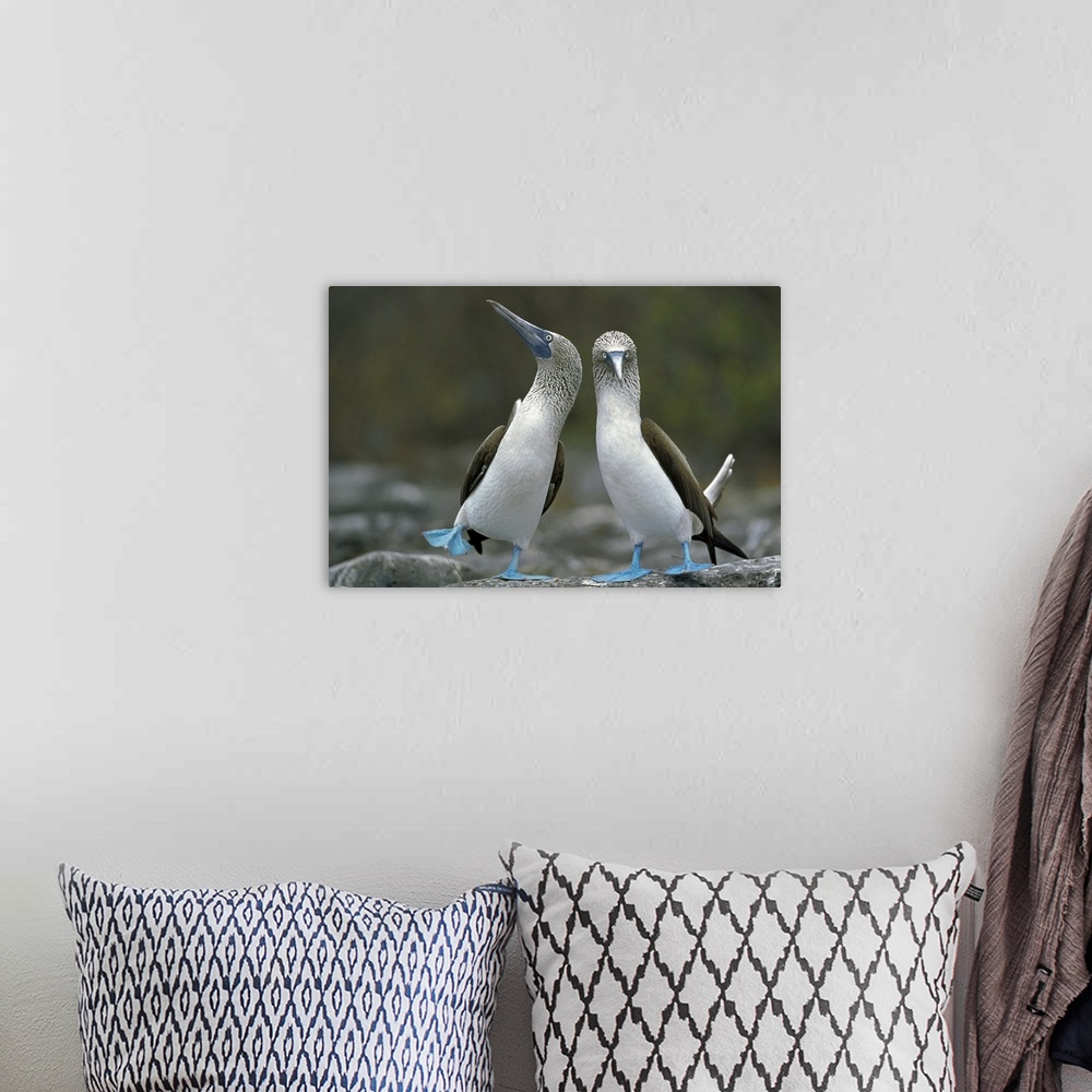 A bohemian room featuring Photograph of tow birds on rocks.