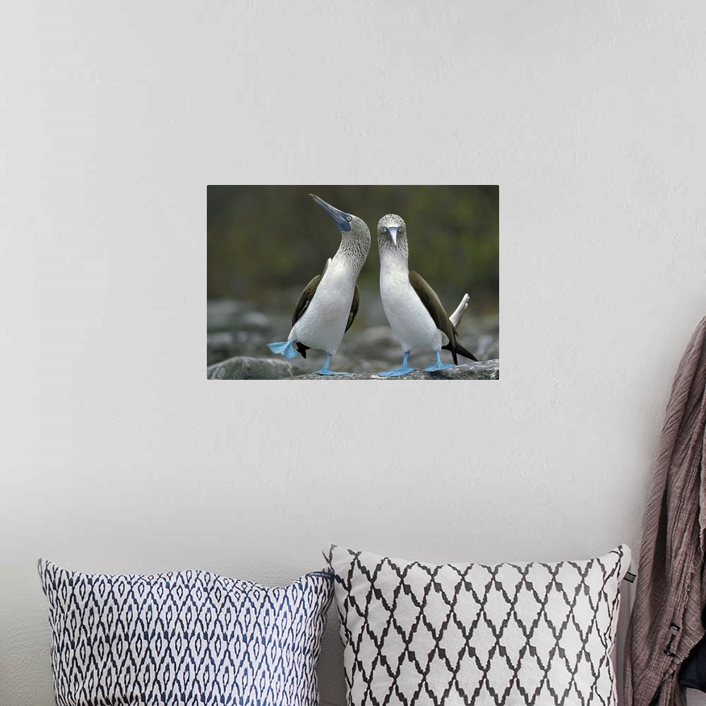 A bohemian room featuring Photograph of tow birds on rocks.