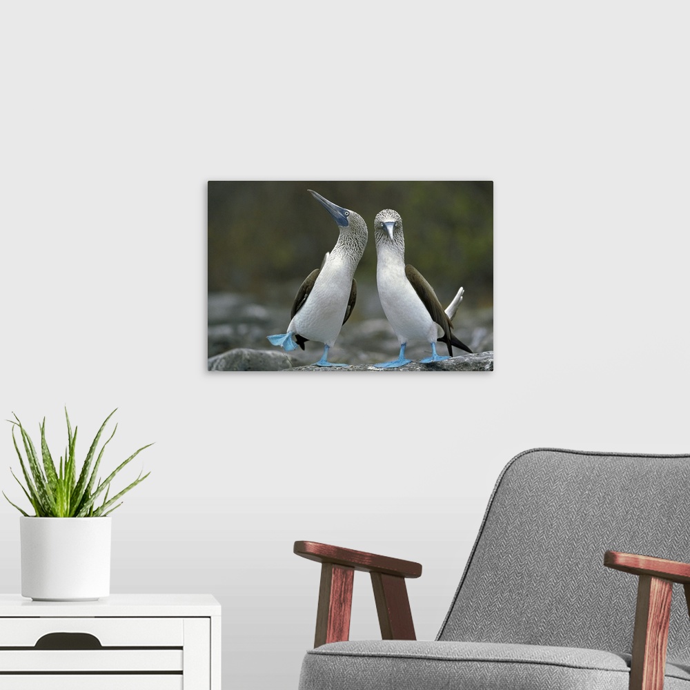 A modern room featuring Photograph of tow birds on rocks.