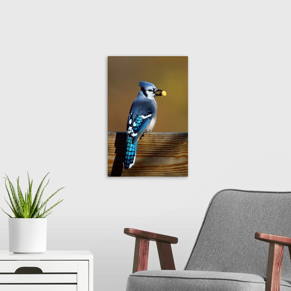 A modern room featuring Blue Jay carrying peanut, Long Island, New York