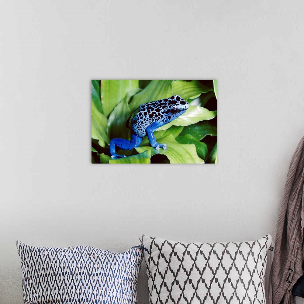 A bohemian room featuring Blue Poison Dart Frog (Dendrobates azureus) very tiny frog used by Indian tribes to poison tips o...