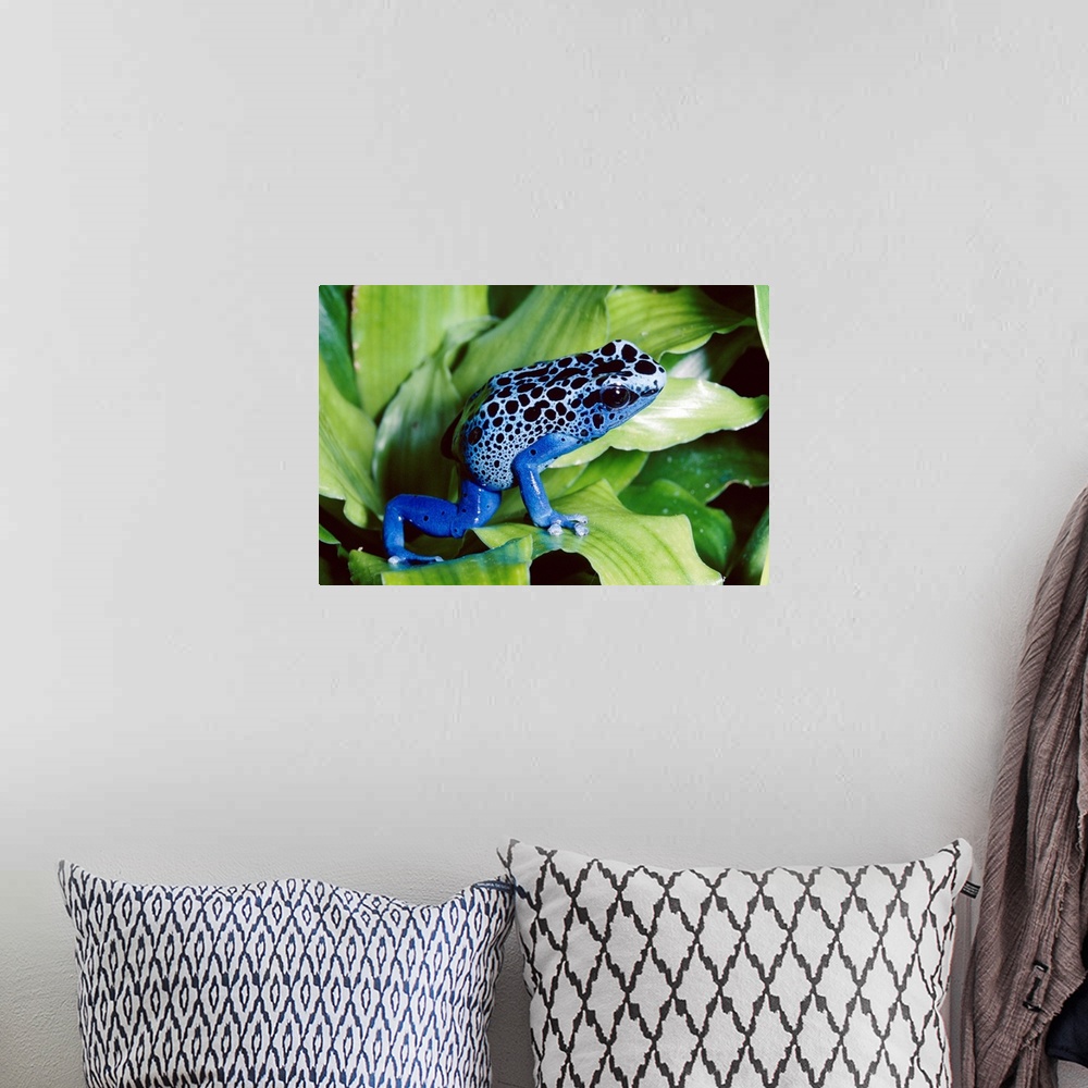 A bohemian room featuring Blue Poison Dart Frog (Dendrobates azureus) very tiny frog used by Indian tribes to poison tips o...