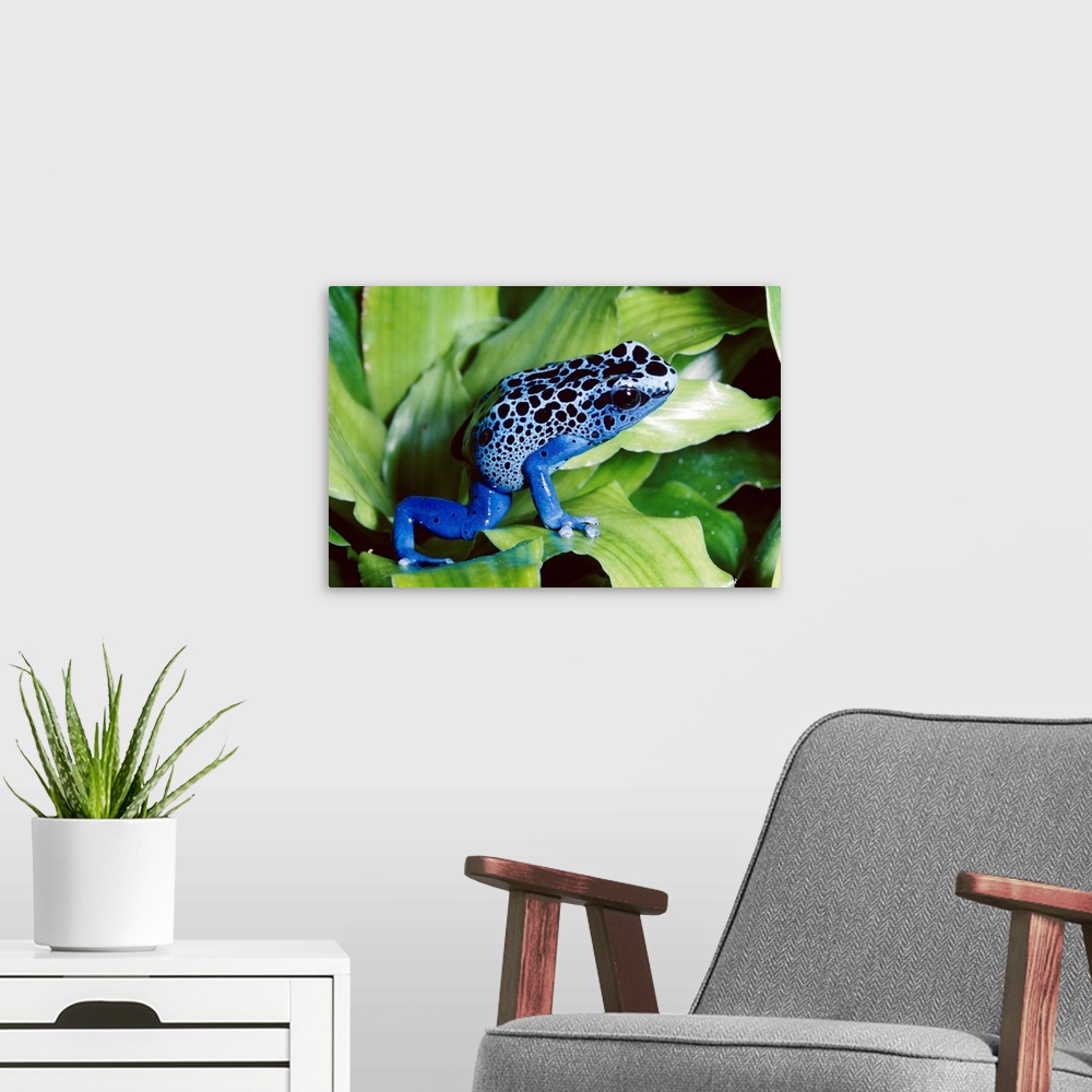 A modern room featuring Blue Poison Dart Frog (Dendrobates azureus) very tiny frog used by Indian tribes to poison tips o...