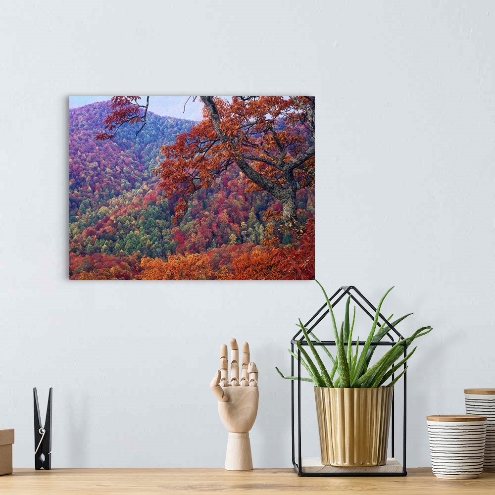 A bohemian room featuring Blue Ridge Range with autumn deciduous forest, near Buck Creek Gap, North Carolina