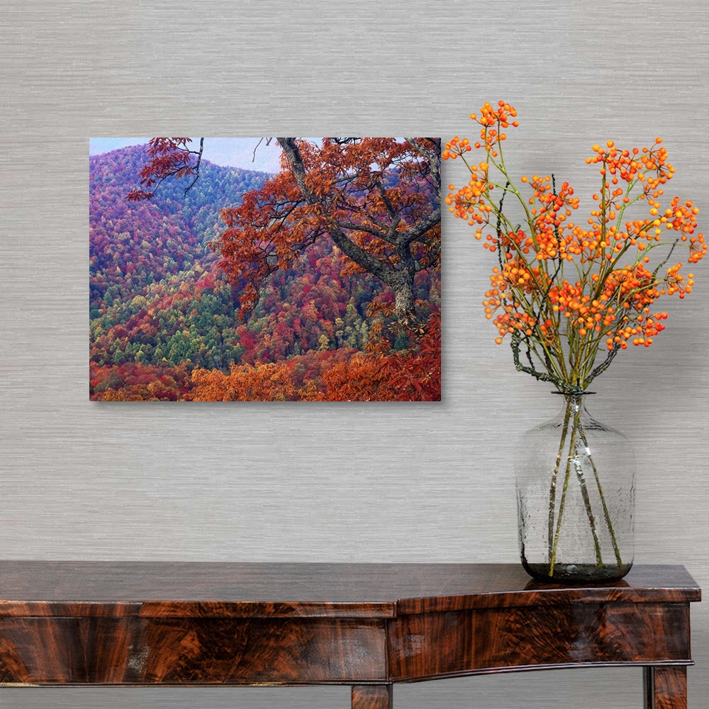 A traditional room featuring Blue Ridge Range with autumn deciduous forest, near Buck Creek Gap, North Carolina