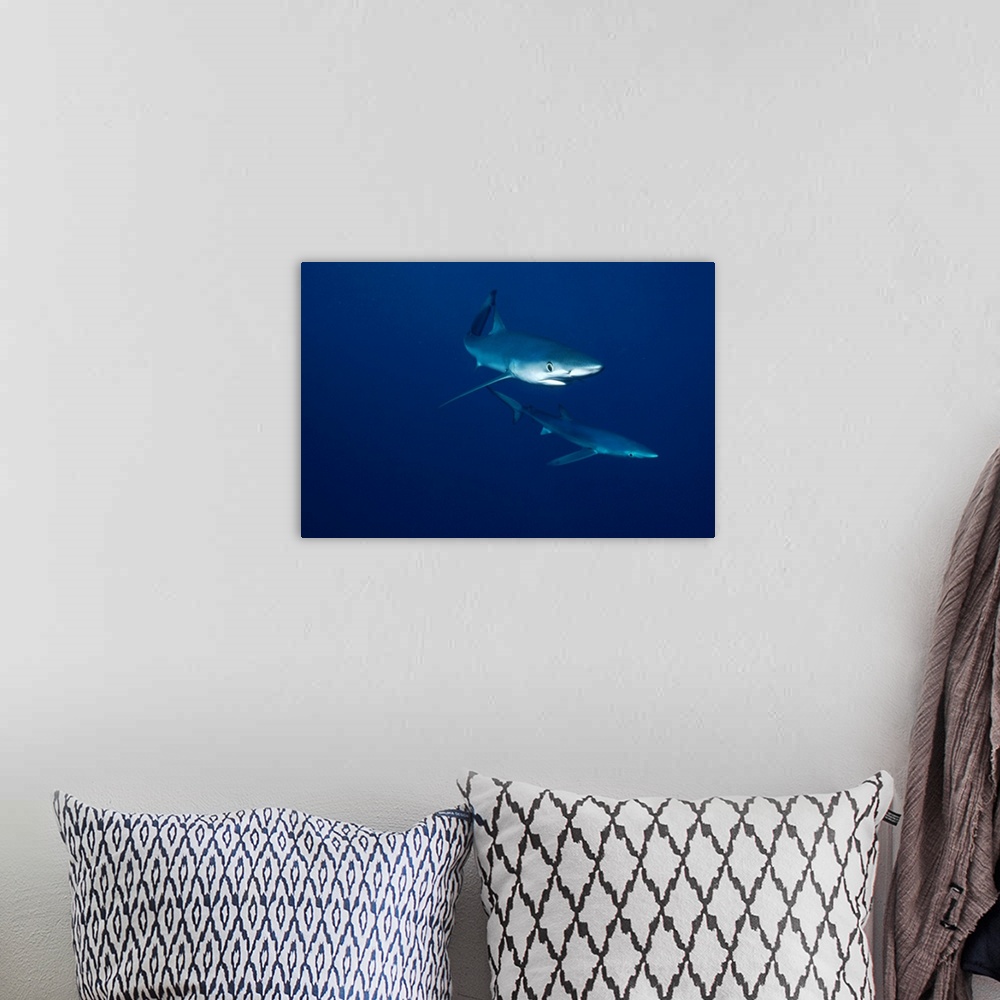A bohemian room featuring Blue Shark (Prionace glauca) pair underwater, California