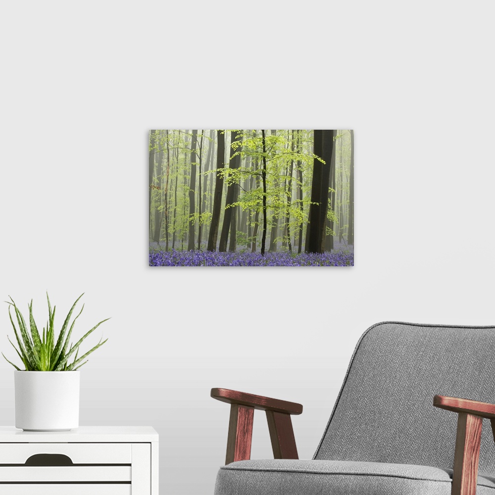 A modern room featuring Photo by Silvia Reiche of hundreds of blooming Bluebells blanketing the forest floor.