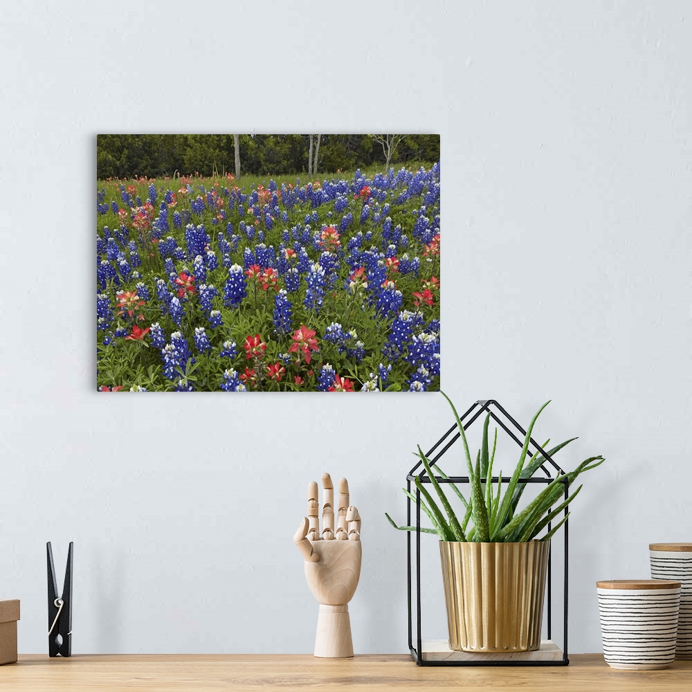 A bohemian room featuring Bluebonnet and Paintbrush meadow, Cedar Hill State Park, Texas