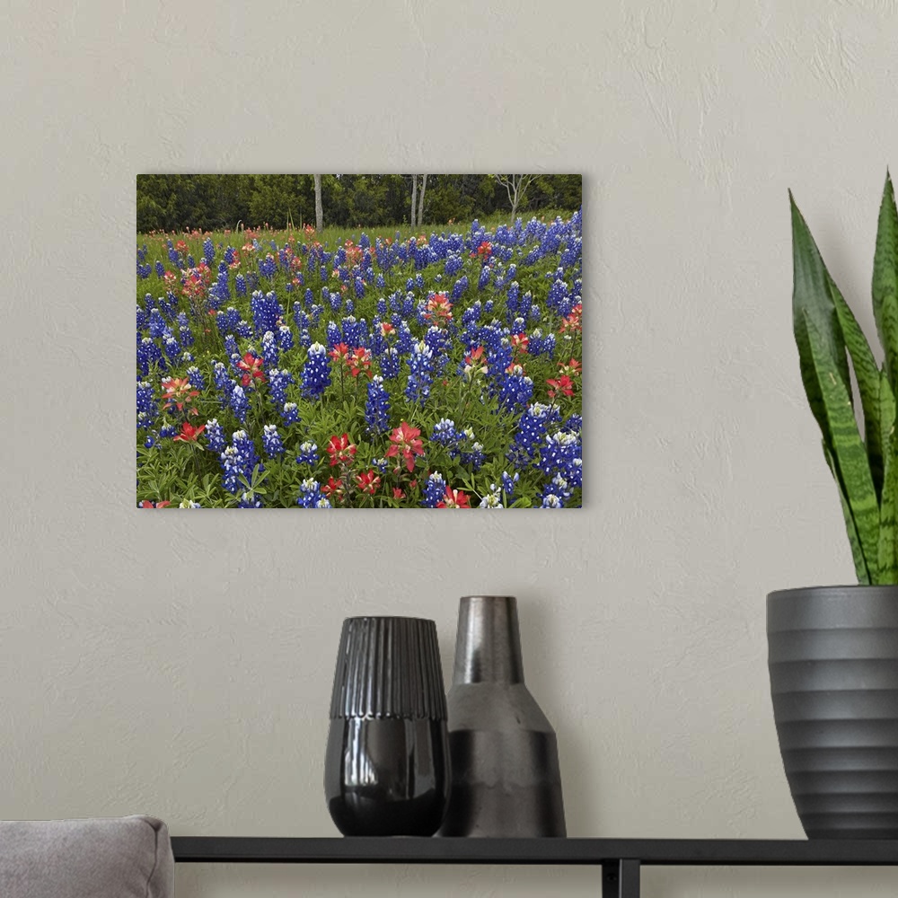 A modern room featuring Bluebonnet and Paintbrush meadow, Cedar Hill State Park, Texas