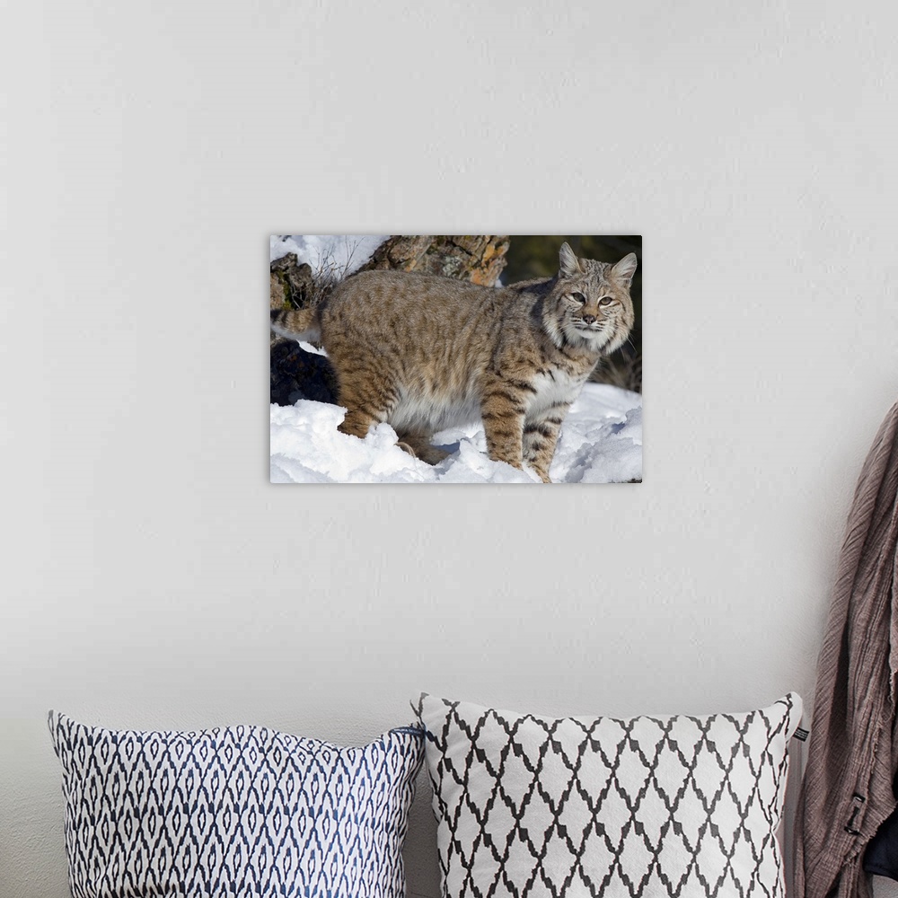 A bohemian room featuring Bobcat (Lynx rufus) in the snow, Kalispell, Montana