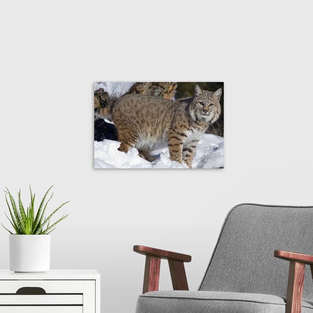 A modern room featuring Bobcat (Lynx rufus) in the snow, Kalispell, Montana