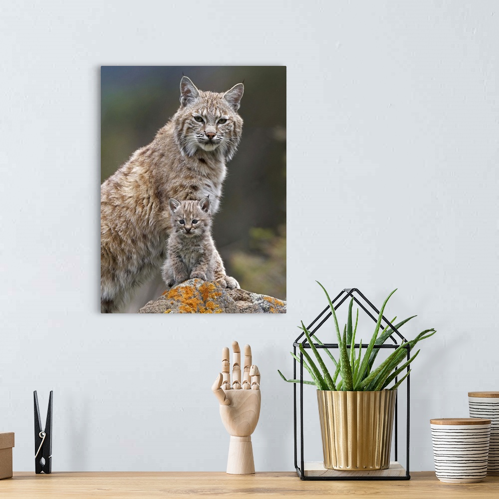 A bohemian room featuring Bobcat (Lynx rufus) mother and kitten, North America