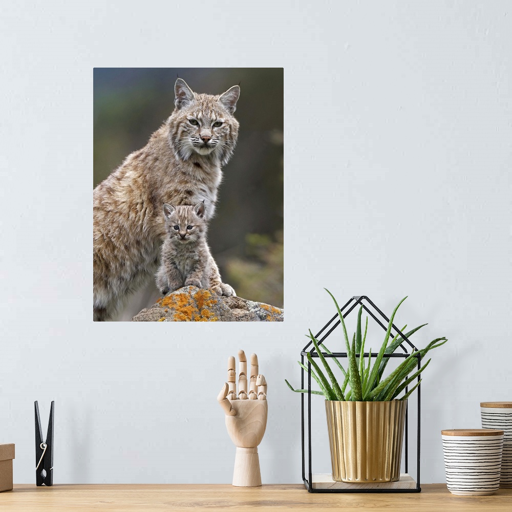 A bohemian room featuring Bobcat (Lynx rufus) mother and kitten, North America