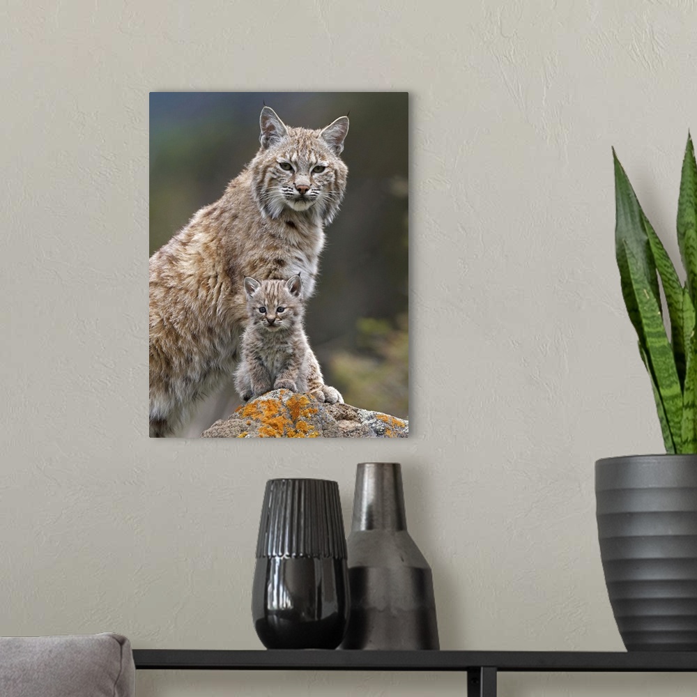 A modern room featuring Bobcat (Lynx rufus) mother and kitten, North America