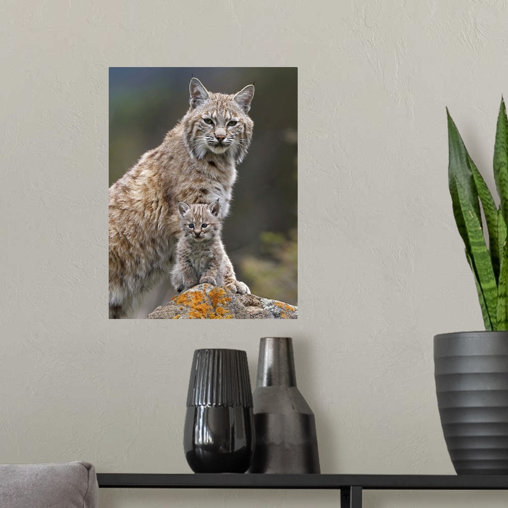 A modern room featuring Bobcat (Lynx rufus) mother and kitten, North America