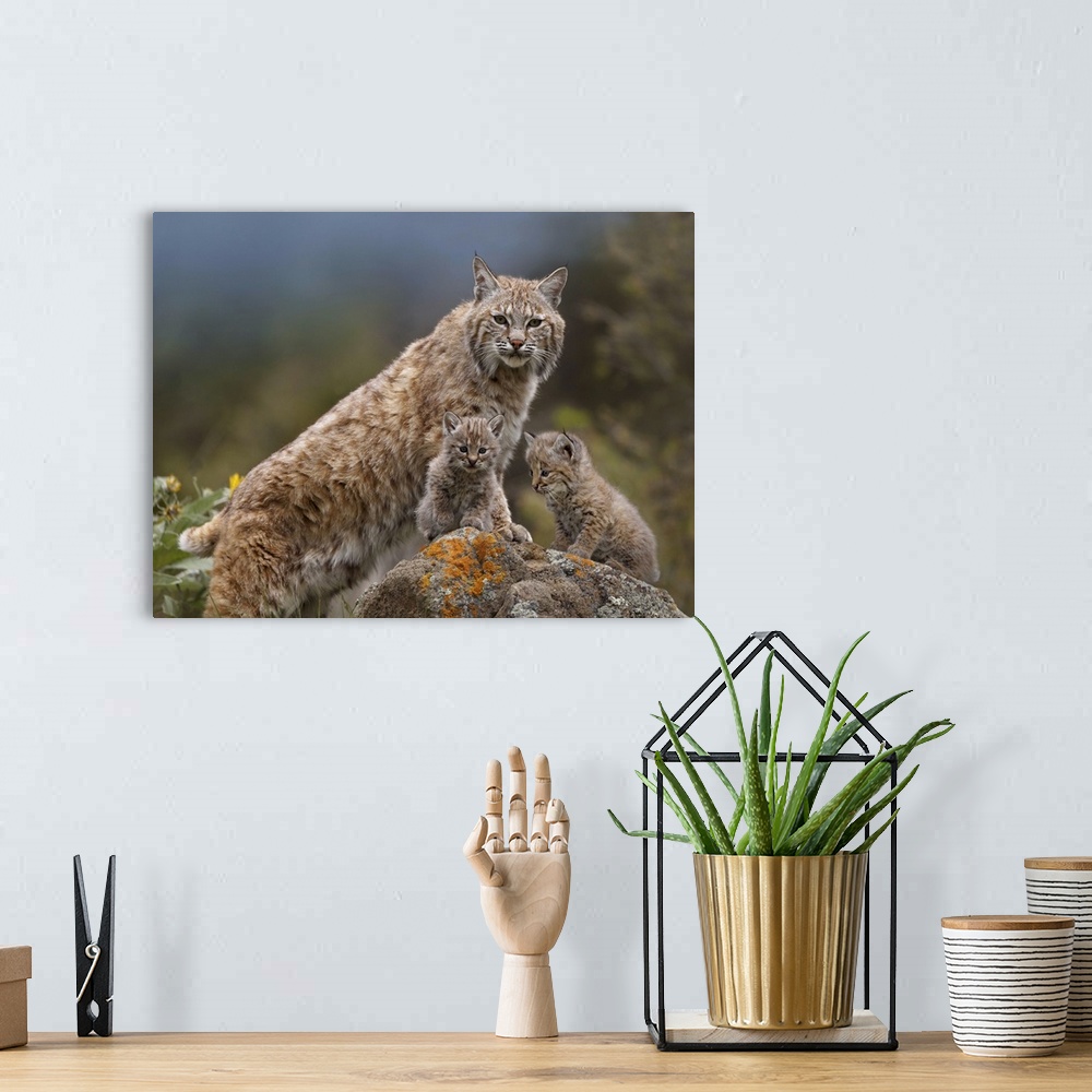 A bohemian room featuring Bobcat (Lynx rufus) mother and kittens, North America