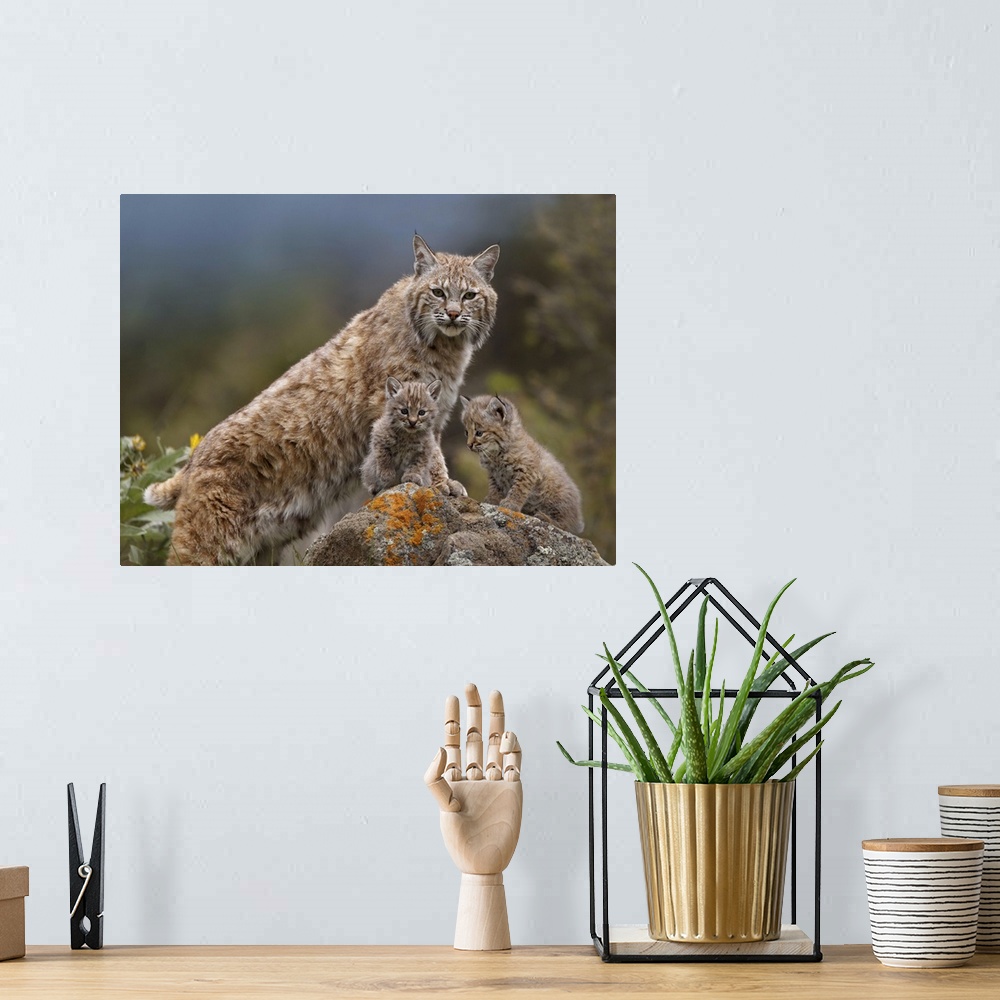 A bohemian room featuring Bobcat (Lynx rufus) mother and kittens, North America