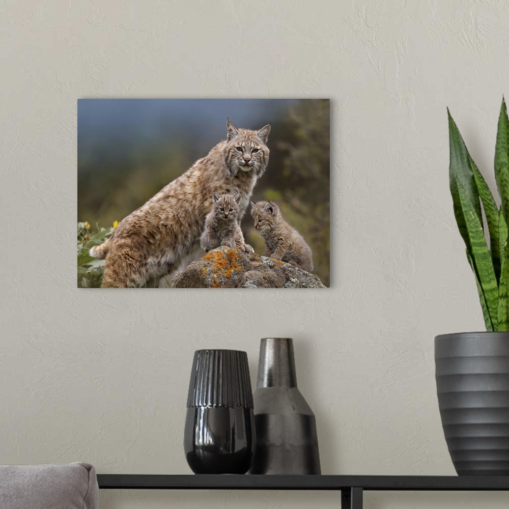 A modern room featuring Bobcat (Lynx rufus) mother and kittens, North America
