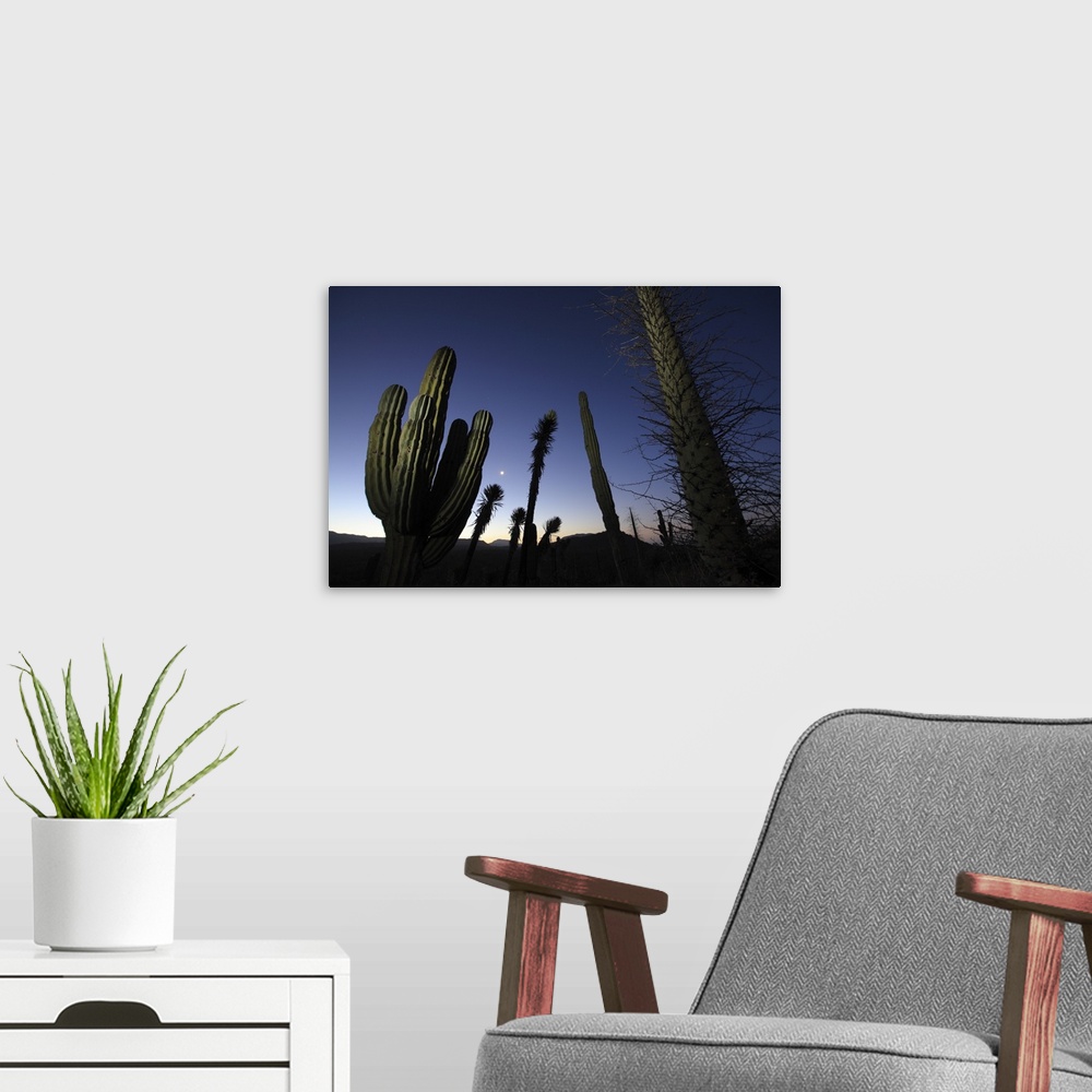 A modern room featuring Boojum / Fouquiera columnaris and Elephant cactus / Pachycereus pringlei and Datilla / Yucca vali...
