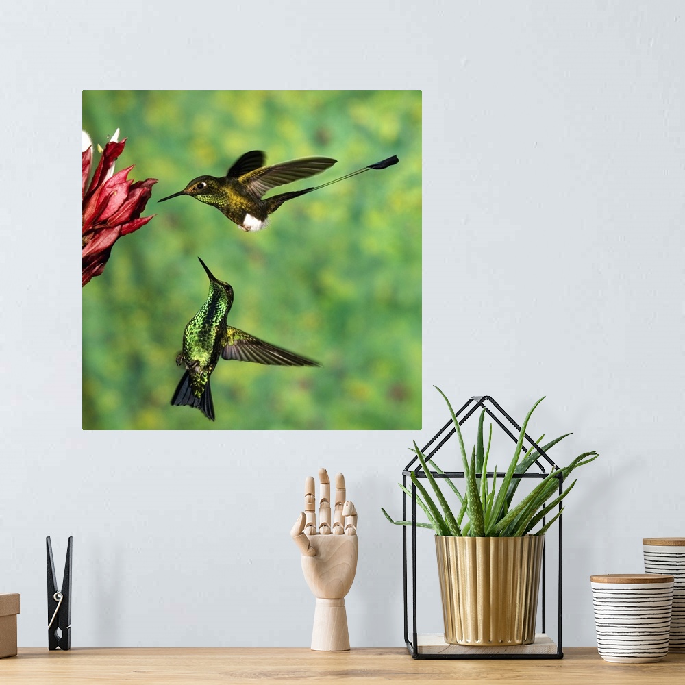 A bohemian room featuring Booted Racket-tail (Ocreatus underwoodii) hummingbird male, and Western Emerald (Chlorostilbon me...