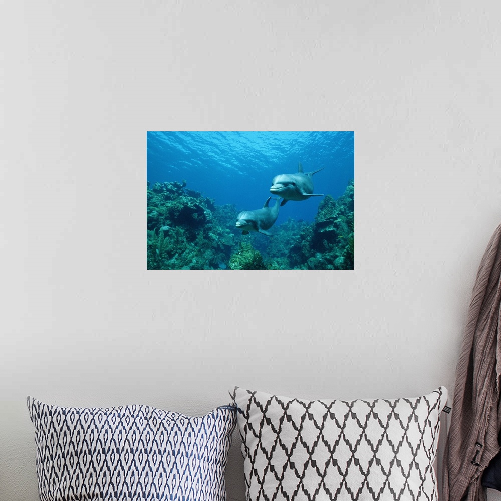 A bohemian room featuring This is an underwater photograph of two dolphins swimming through a coral reef.
