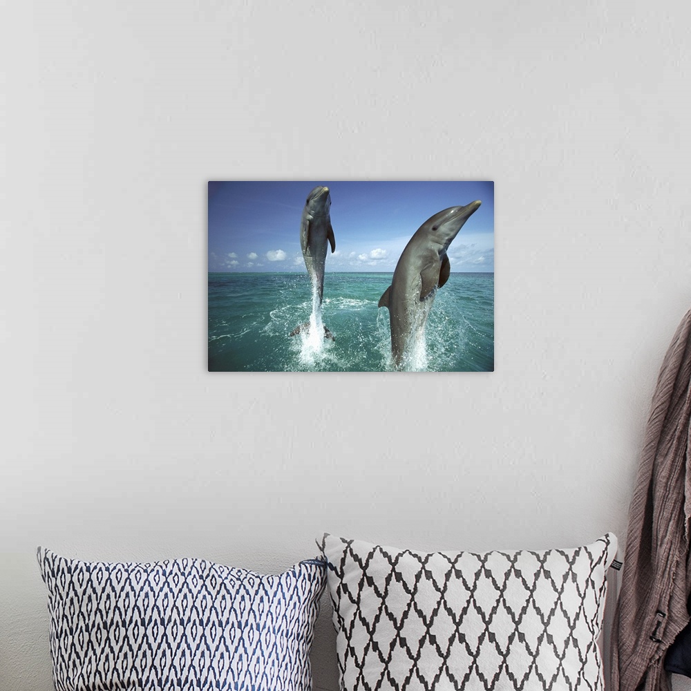A bohemian room featuring Bottlenose Dolphin (Tursiops truncatus) pair leaping from water, Caribbean