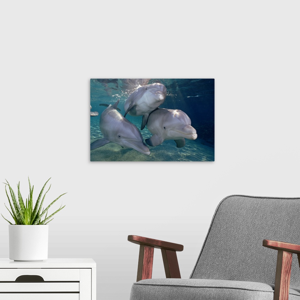A modern room featuring Bottlenose Dolphin (Tursiops truncatus) trio underwater, Waikoloa Hyatt, Hawaii