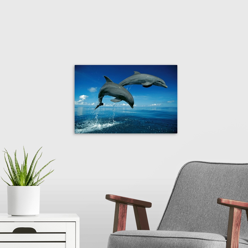 A modern room featuring Big photograph shows a couple dolphins in midair as they were jumping out of the Atlantic Ocean.