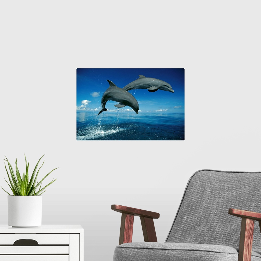 A modern room featuring Big photograph shows a couple dolphins in midair as they were jumping out of the Atlantic Ocean.