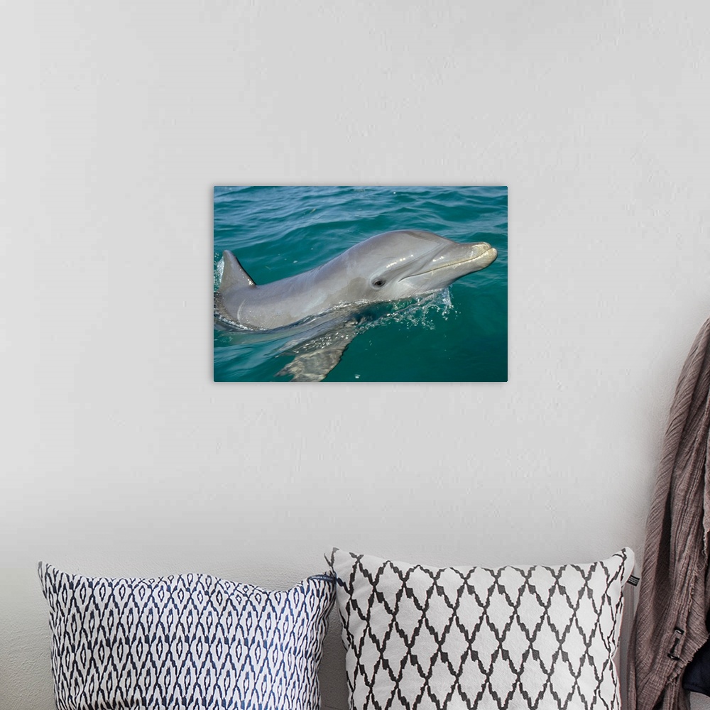 A bohemian room featuring Bottlenose Dolphin (Tursiops truncatus) portrait, Honduras