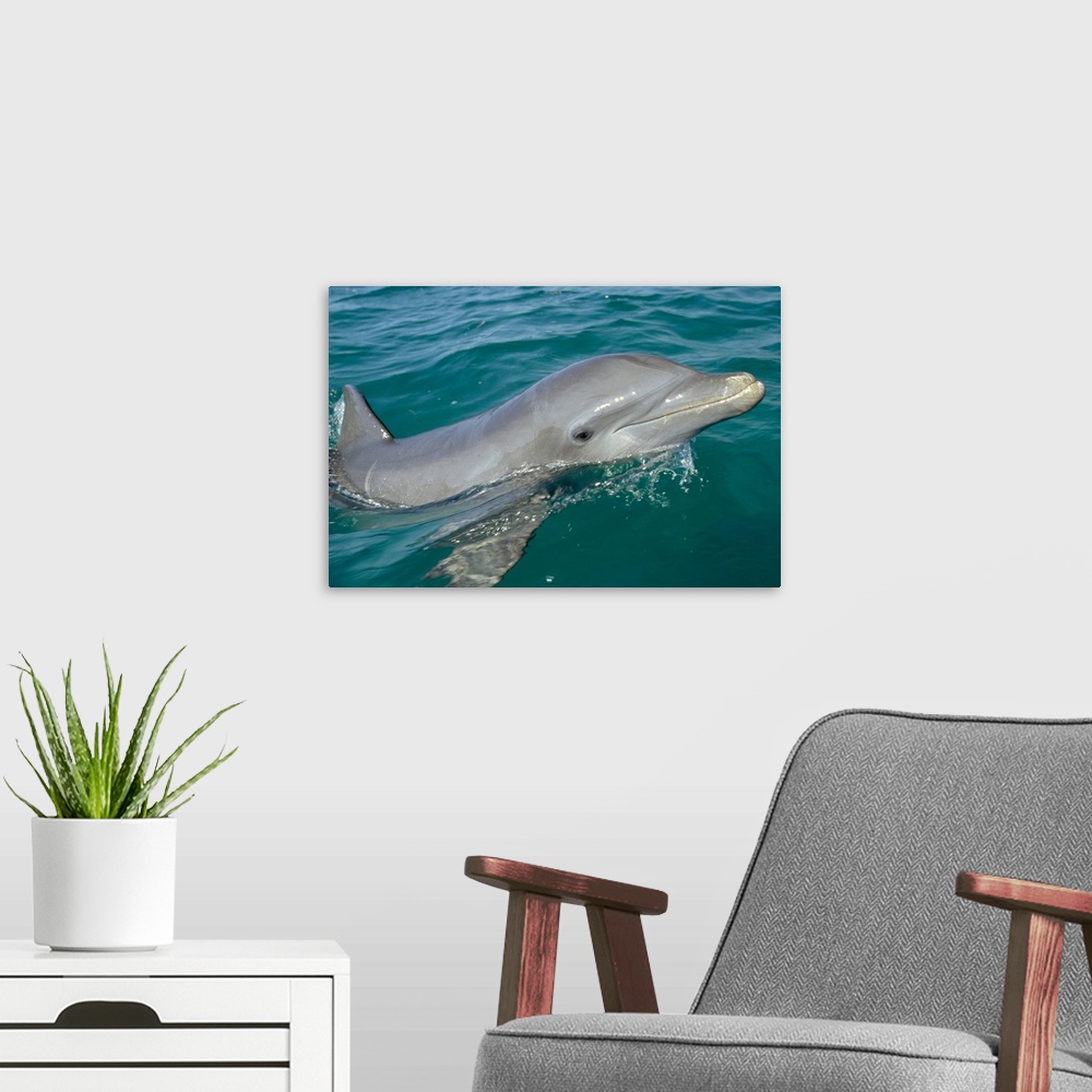 A modern room featuring Bottlenose Dolphin (Tursiops truncatus) portrait, Honduras