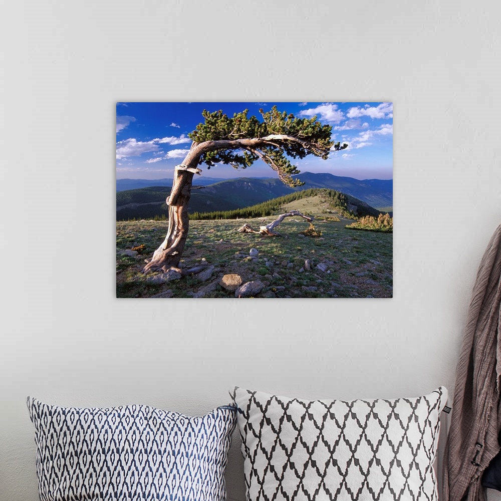 A bohemian room featuring Bristlecone pine, Mt Evans, Colorado
