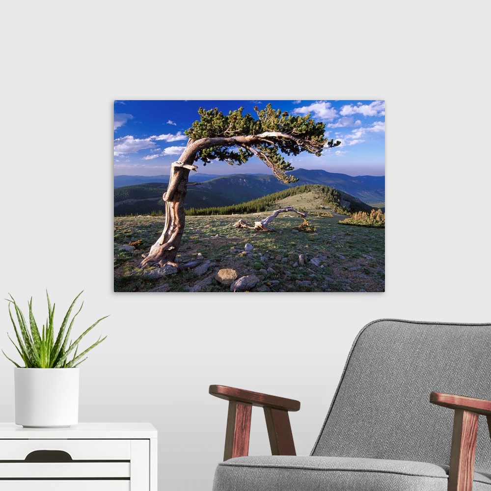 A modern room featuring Bristlecone pine, Mt Evans, Colorado
