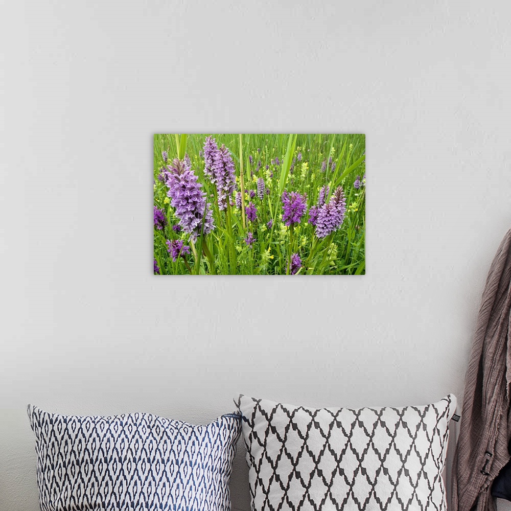 A bohemian room featuring Broad-leaved Marsh Orchid (Dactylorhiza majalis) flowering, Zeeland, Netherlands