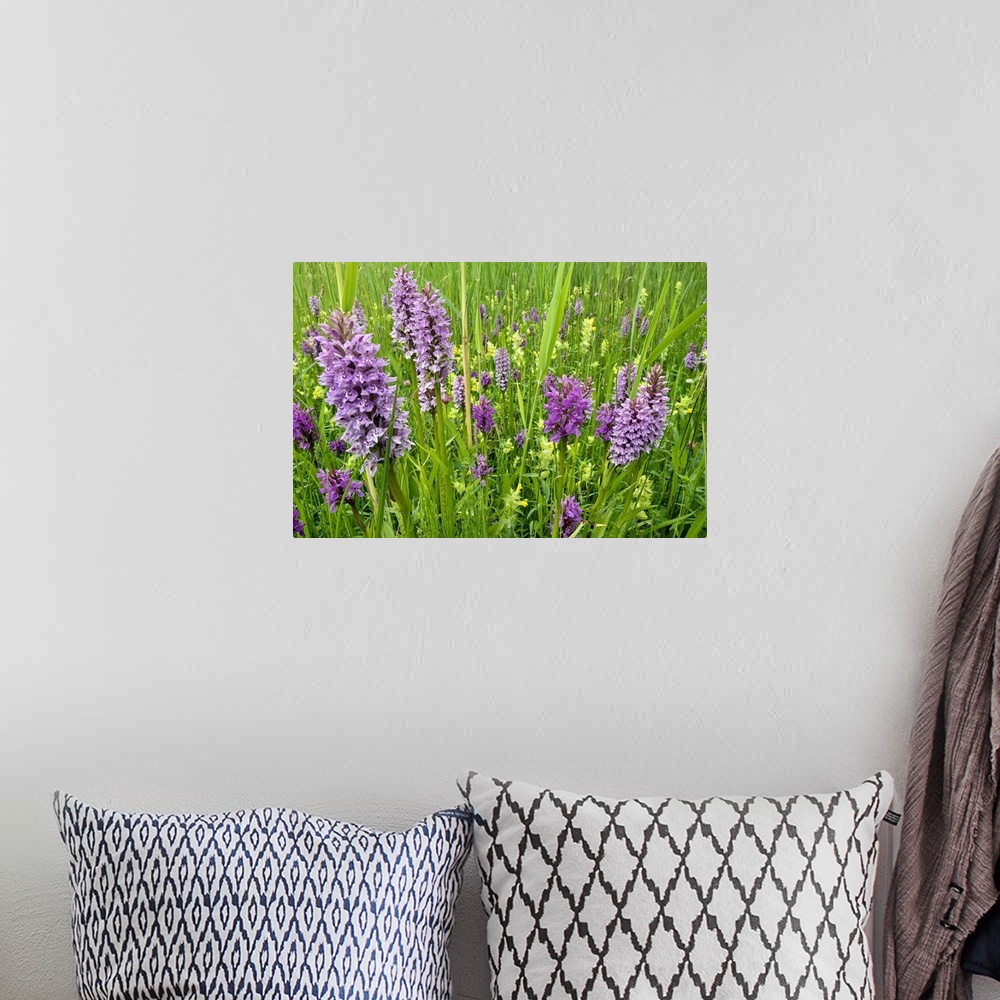 A bohemian room featuring Broad-leaved Marsh Orchid (Dactylorhiza majalis) flowering, Zeeland, Netherlands