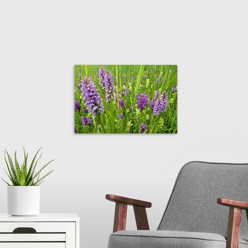 A modern room featuring Broad-leaved Marsh Orchid (Dactylorhiza majalis) flowering, Zeeland, Netherlands