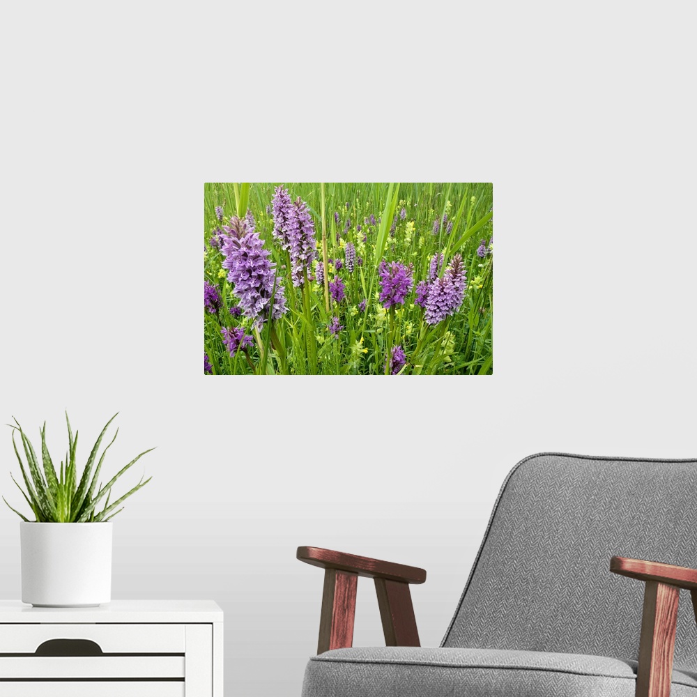 A modern room featuring Broad-leaved Marsh Orchid (Dactylorhiza majalis) flowering, Zeeland, Netherlands